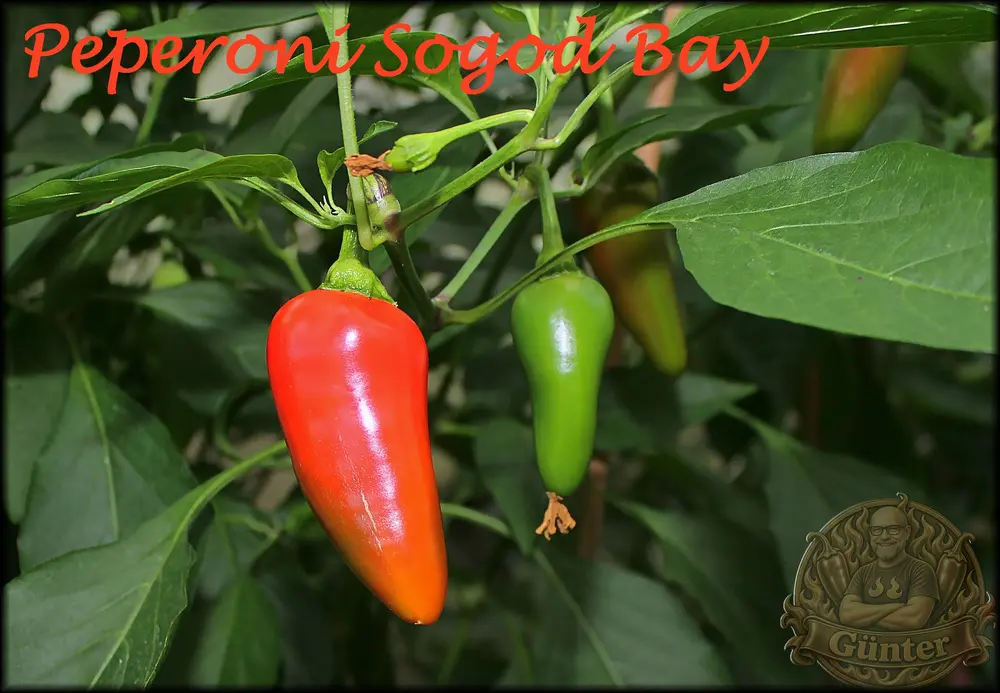 Peperoni Sogod Bay 29092026_.webp