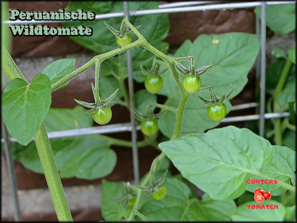 Peruanische Wildtomate_.jpg