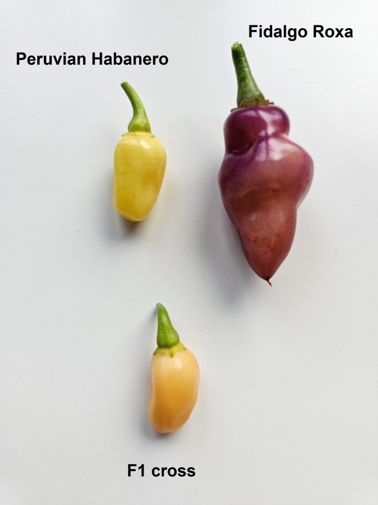 PeruvHabXFidalgoRoxa F1 2024.jpg