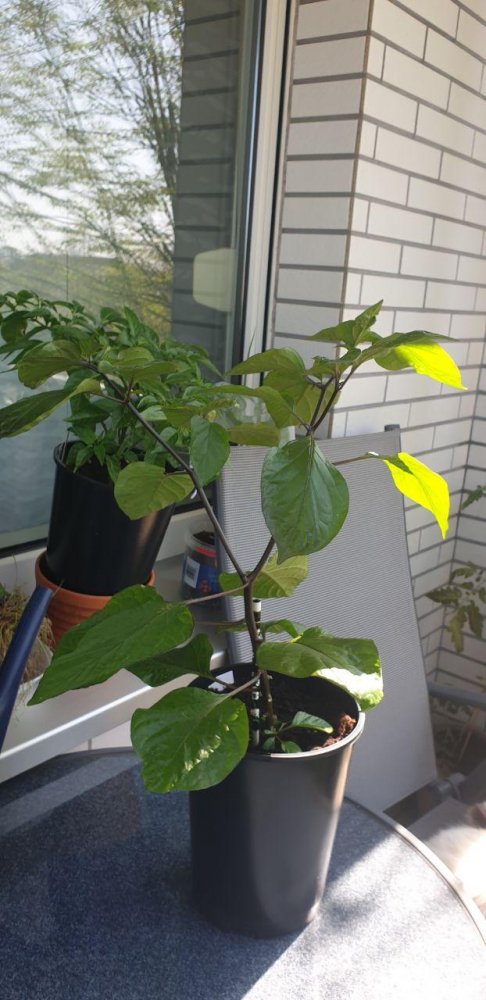 photo_2020-04-09_14-17-28 (2).jpg