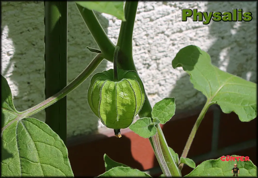 Physalis 26062026_.webp