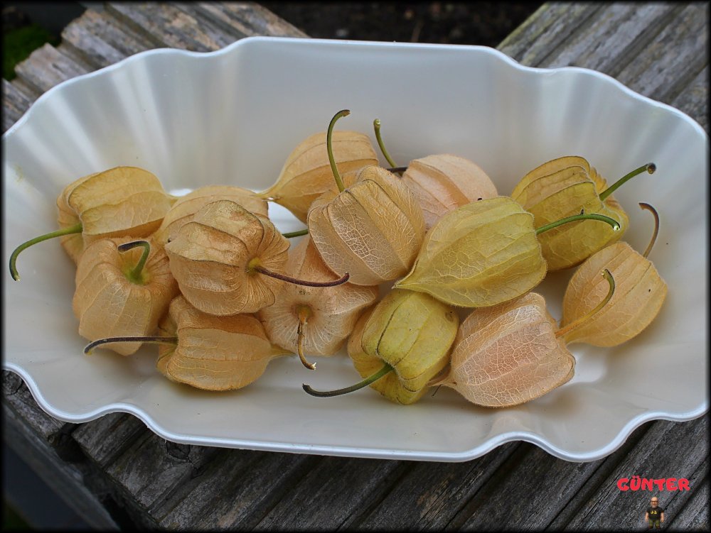 Physalis 26092025_.jpg
