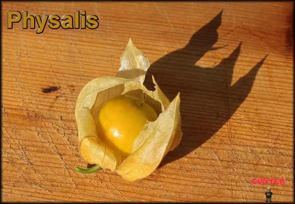 Physalis 27072026_.webp