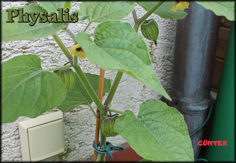 Physalis_.jpg