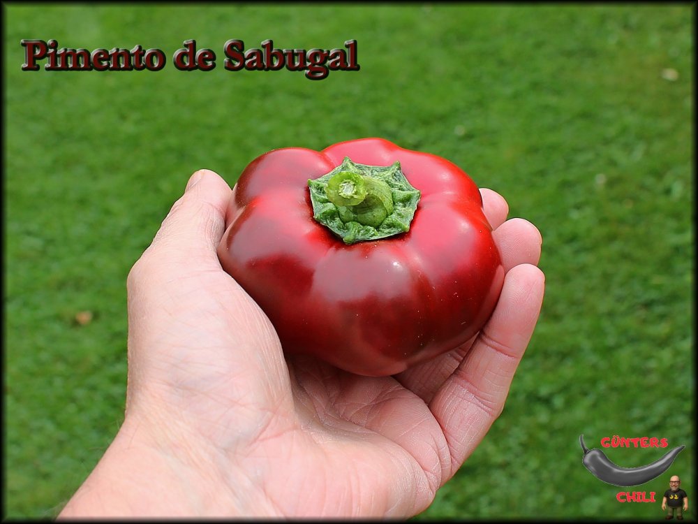 Pimento de Sabugal_04092025_150g_.jpg