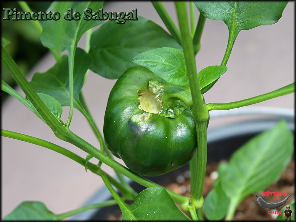 Pimento de Sabugal_19062025_.jpg