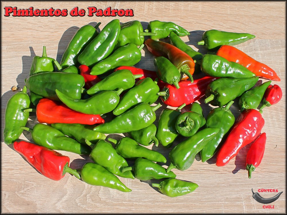 Pimientos de Padron 10082022__.jpg