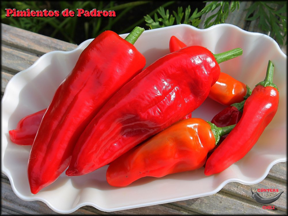 Pimientos de Padron 28072022_.jpg