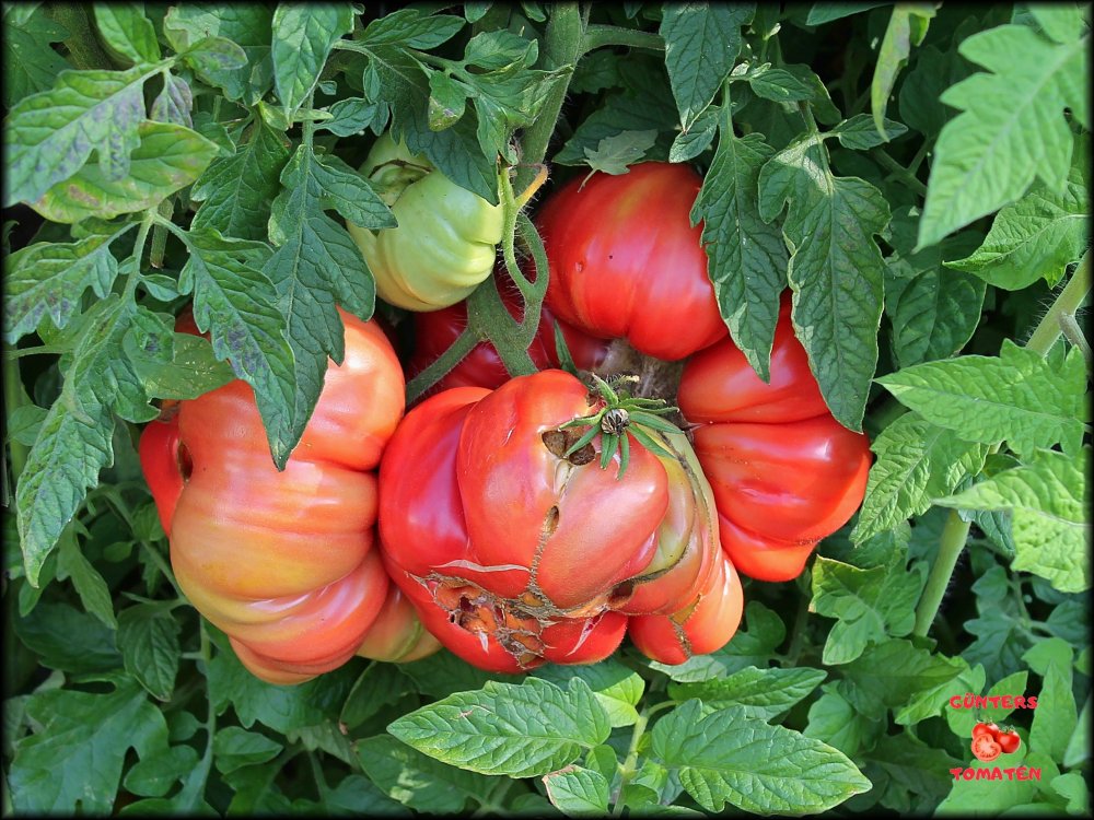 Pomodoro Gigante Farina 01082024_.jpg