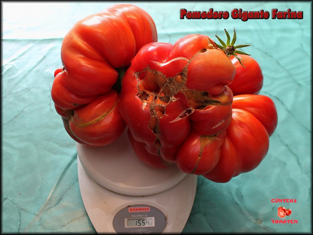 Pomodoro Gigante Farina 03082024_.jpg