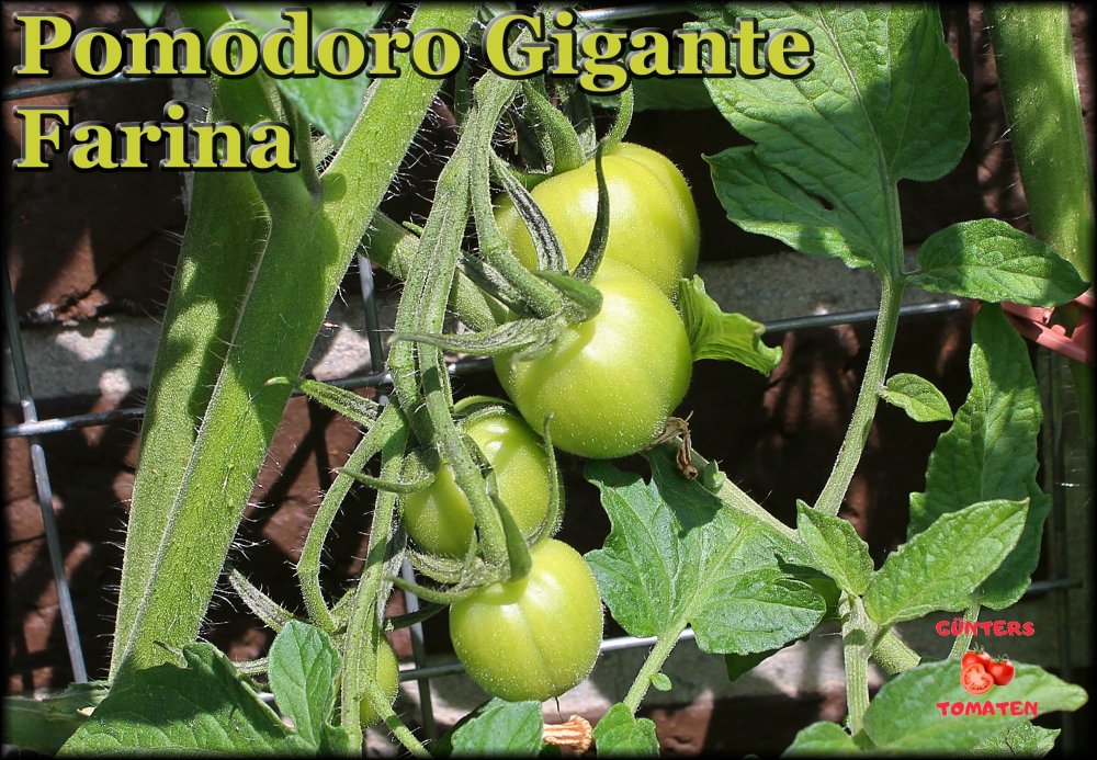 Pomodoro Gigante Farina_.jpg