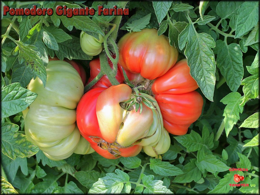 Pomodoro Gigante Farina_.jpg