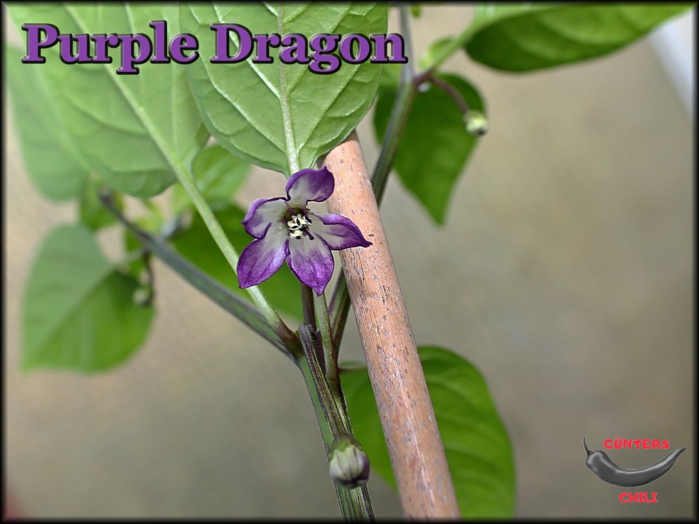 Purple Dragon_.jpg