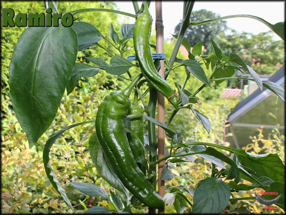 Ramiros 29062024_.jpg