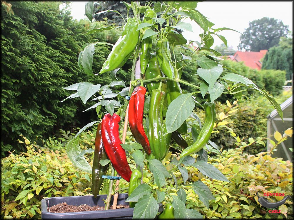 Ramiros reif 14082024_.jpg