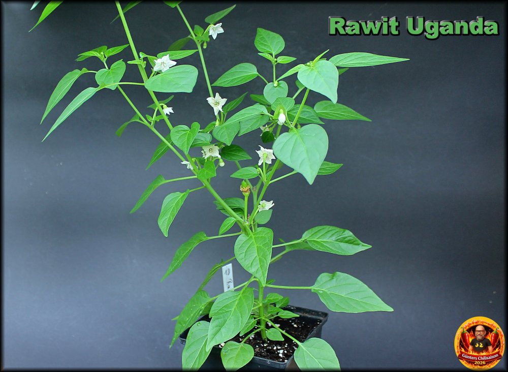 Rawit Uganda 17052026__.jpg