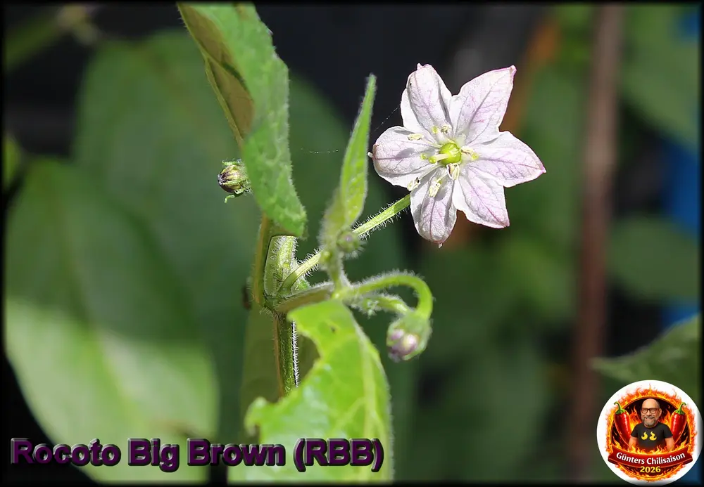 RBB Blüte 02082026_.webp