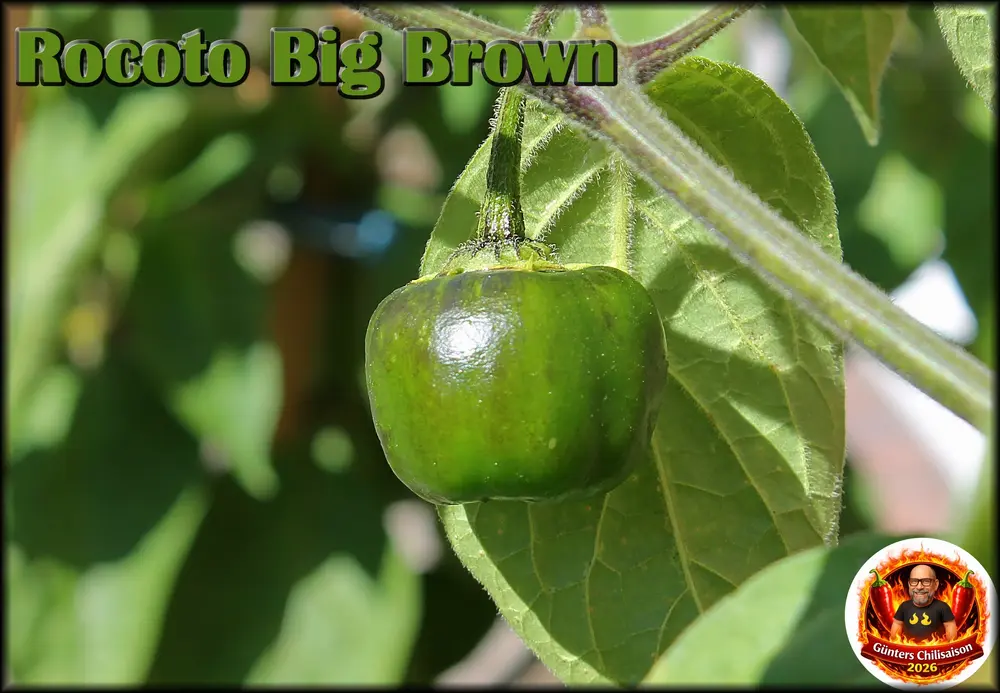 RBB Frucht 12082026_.webp