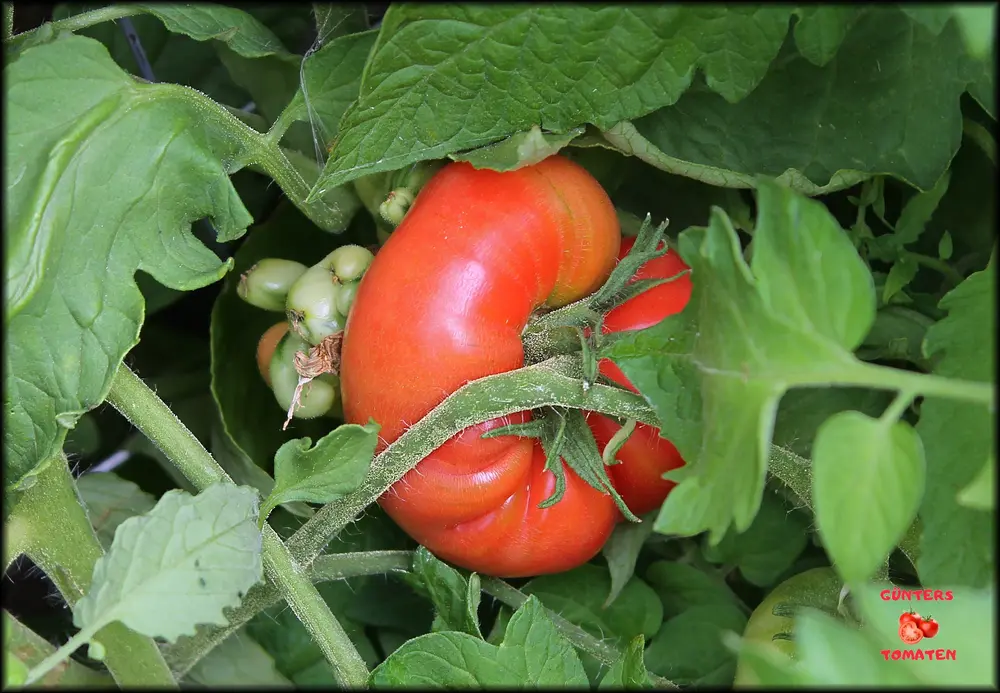 reife Tomate 2026_.webp