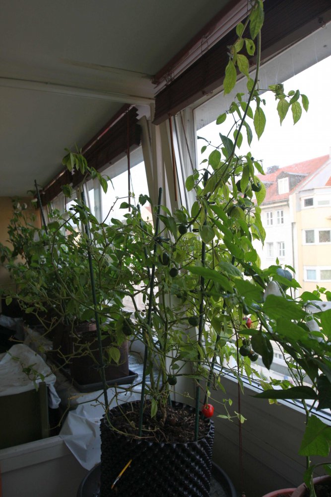 Rocoto Baumchili.jpg
