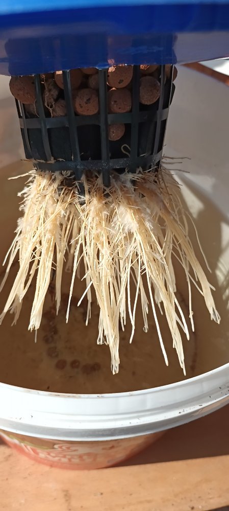 Rocoto big Apple Kratky 20230722_082849.jpg