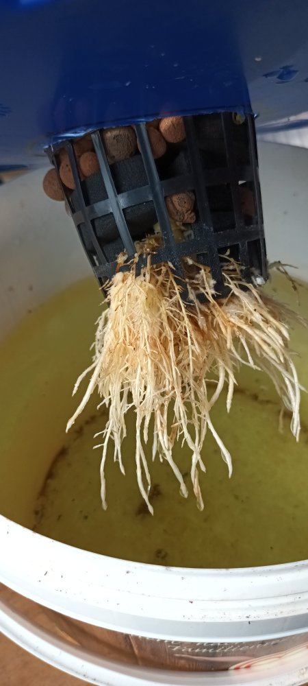 Rocoto Big Apple Kratky 20230722_092228.jpg