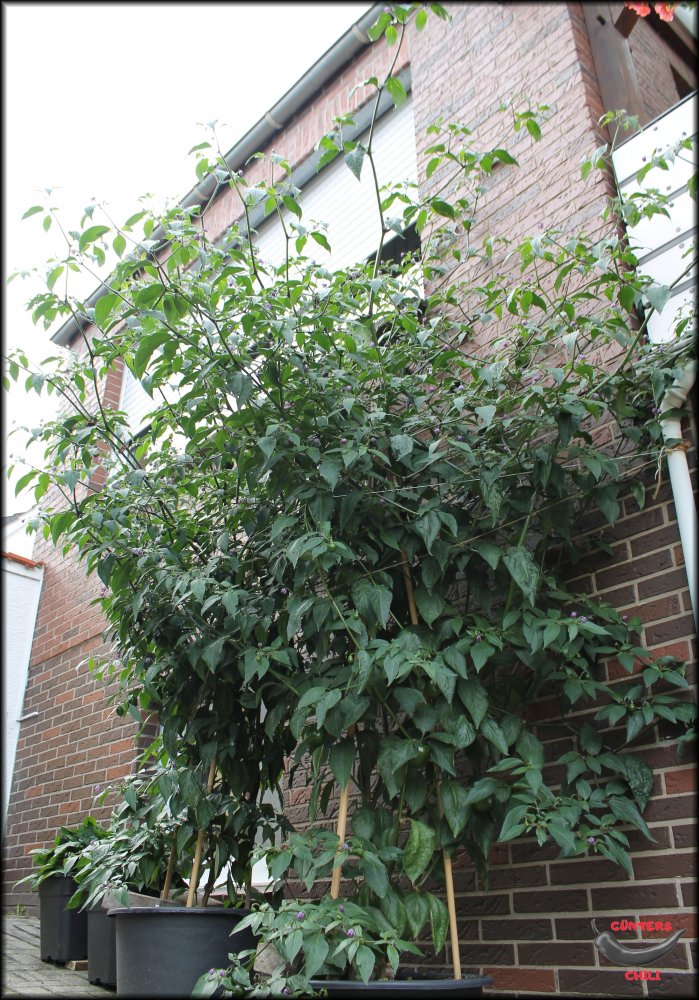 Rocoto Big Brown.JPG