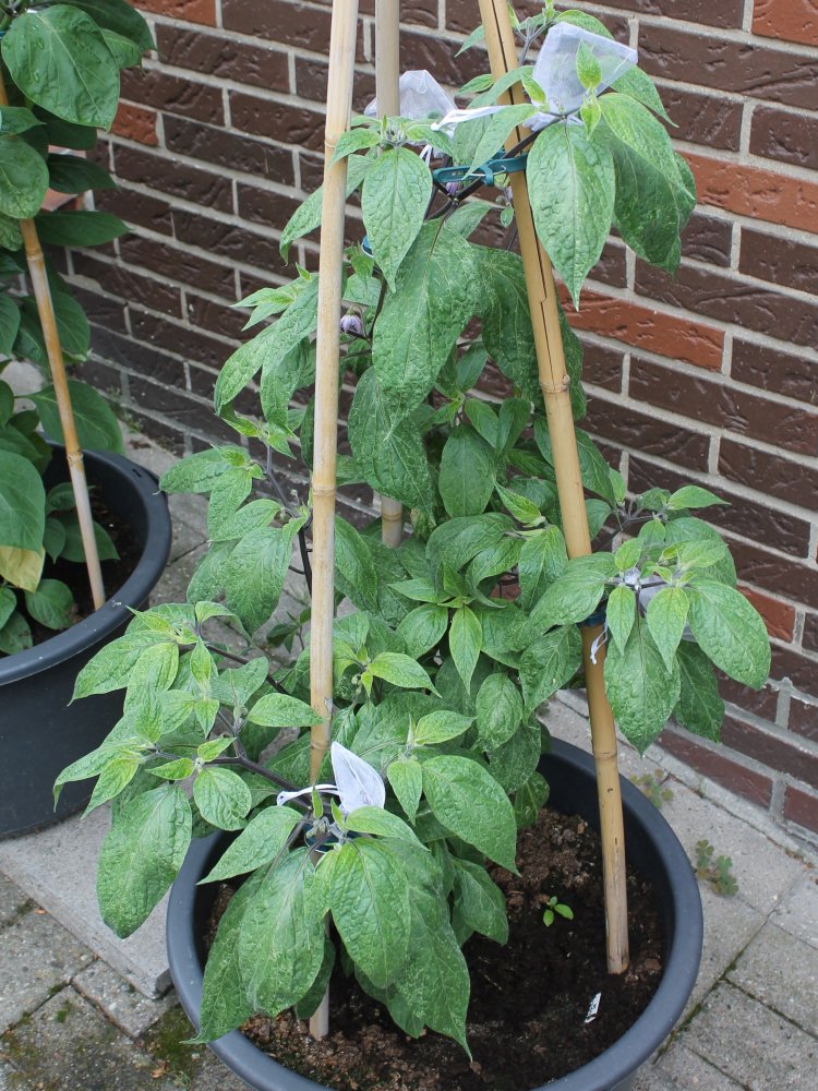 Rocoto Big Pale Orange ( Manzano Michoacán )_10062018.JPG