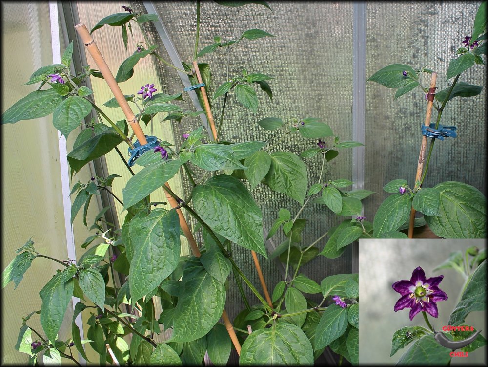 Rocoto+Blüte_GWH_30062022.jpg