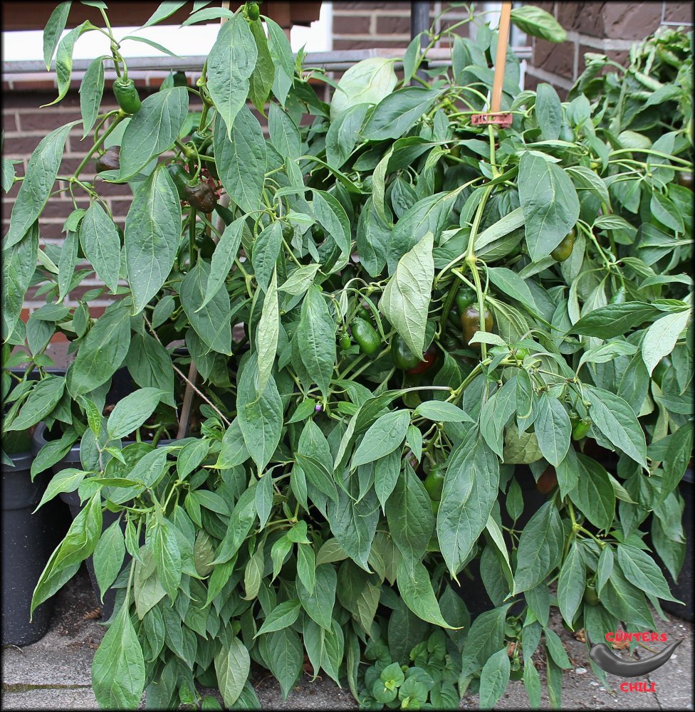 Rocoto Cabe Gondol 10092024 Pflanze_.jpg