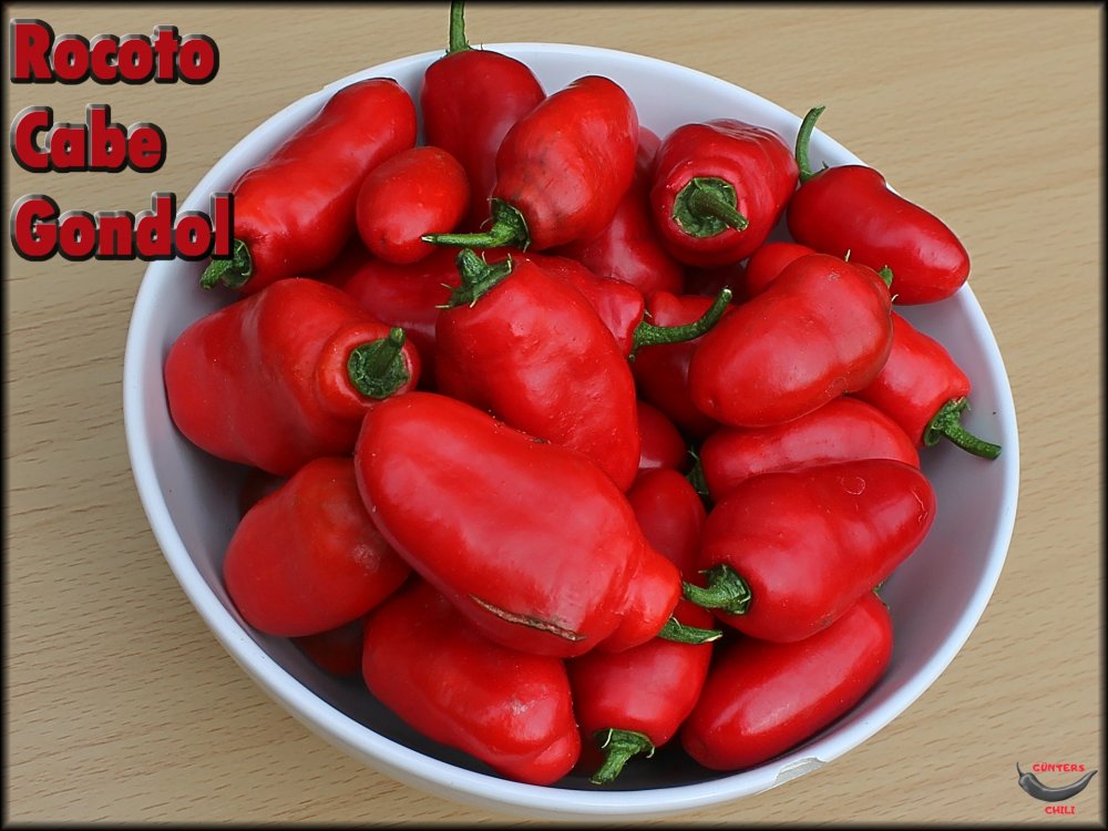 Rocoto Cabe Gondol 10092024_.jpg