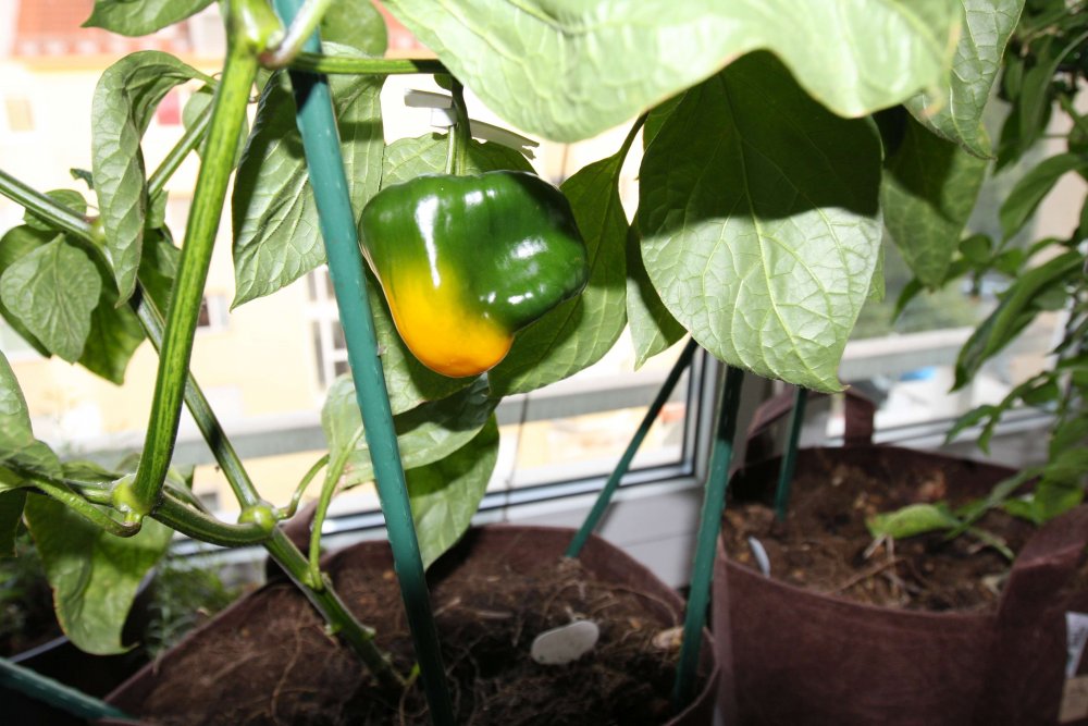 Rocoto Gelbe Riesen.jpg