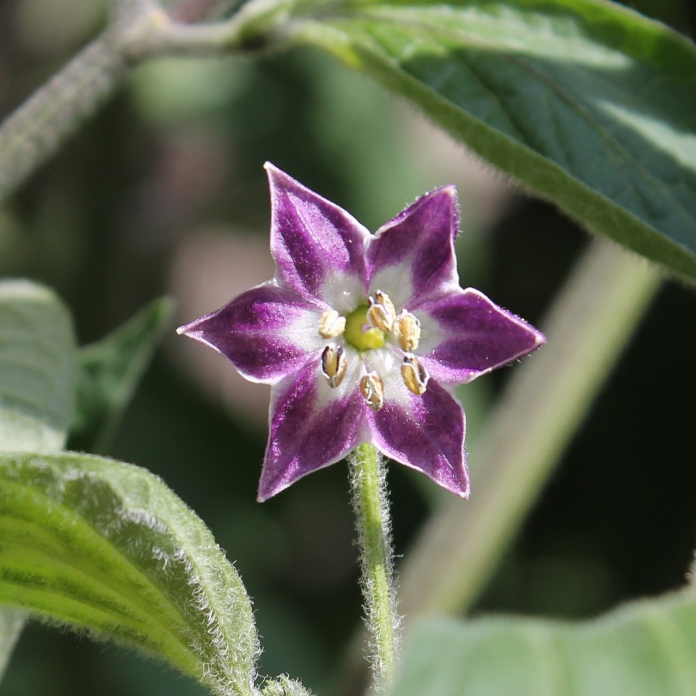 Rocoto Manzano Michoacán.JPG