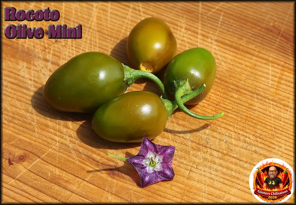 Rocoto Olive Mini 03082026_.webp