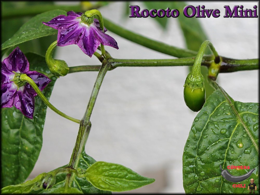 Rocoto Olive Mini 07062025_.jpg