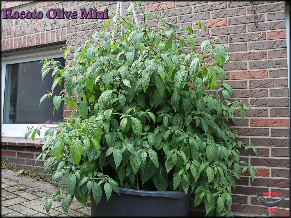 Rocoto Olive Mini 29082023_.jpg