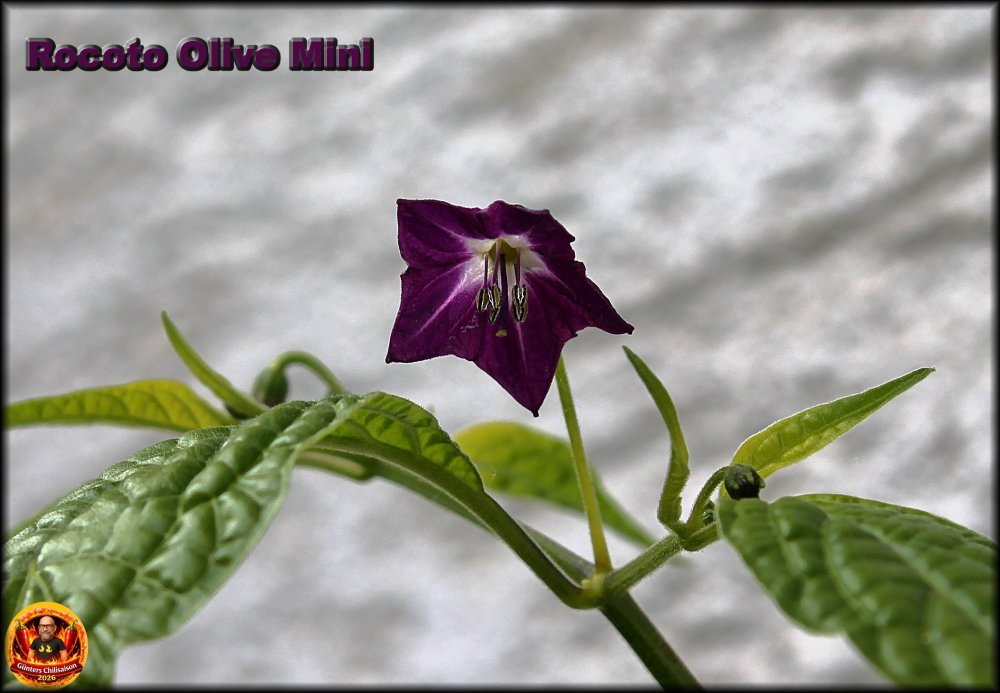 Rocoto Olive Mini Blüte 21052026_.jpg