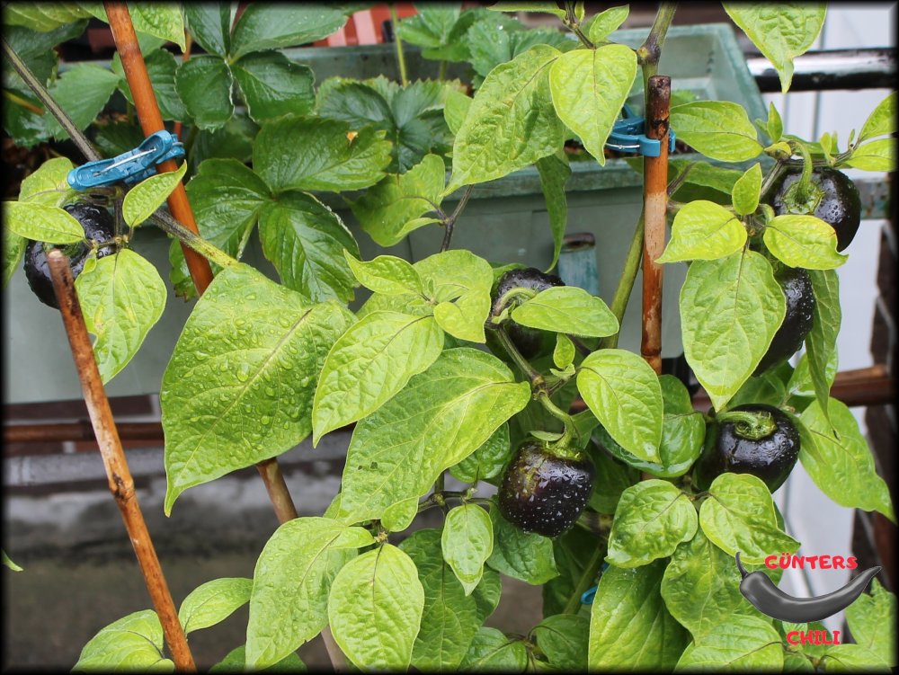 Rocoto Sonnenschutz_.JPG
