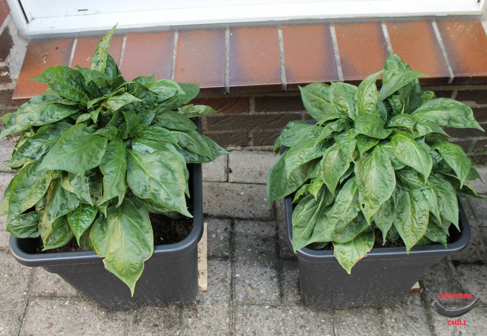 Rocoto Sukanya.JPG