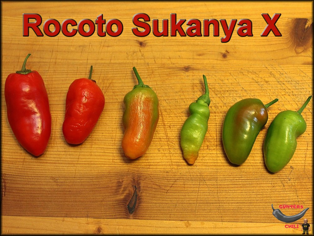 Rocoto Sukanya X 09122025_.jpg