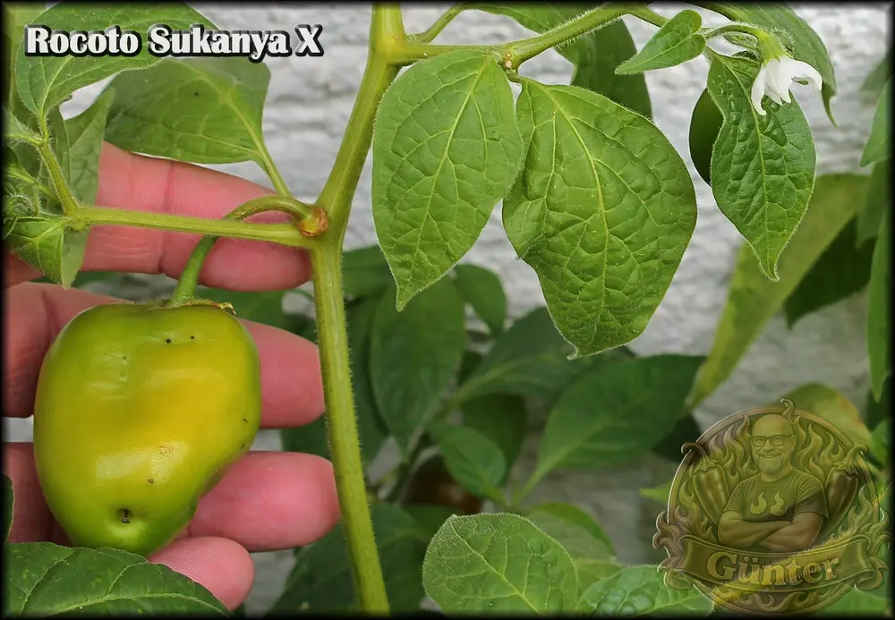 Rocoto Sukanya X 17092026_.webp