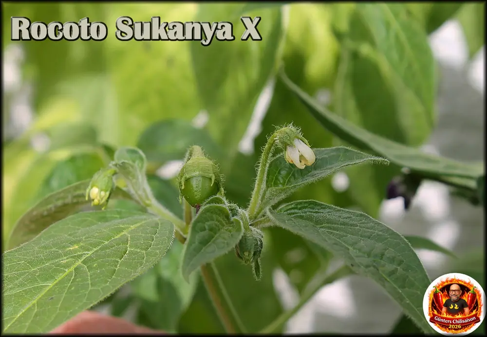 Rocoto Sukanya X Früchte_.webp