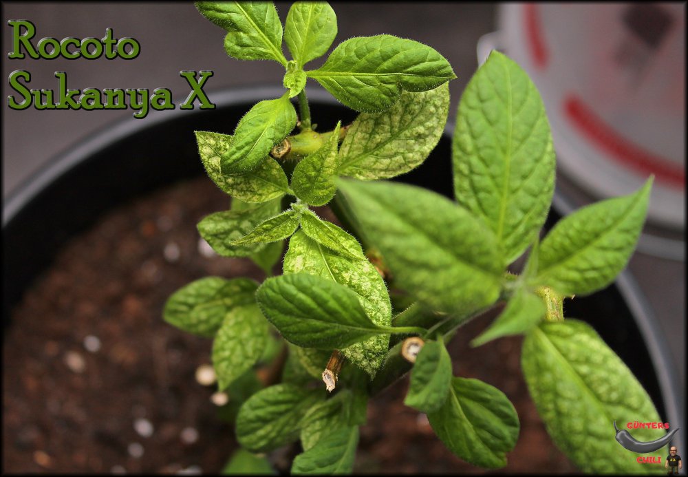 Rocoto Sukanya X_.jpg