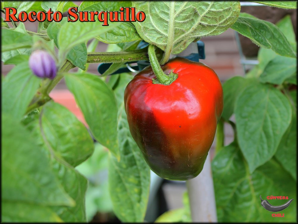 Rocoto Surquillo 01092023_.jpg