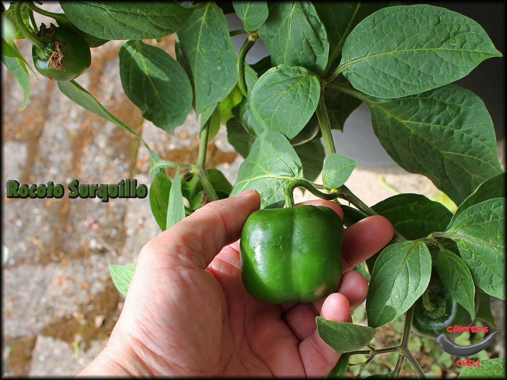 Rocoto Surquillo 04082024_.jpg