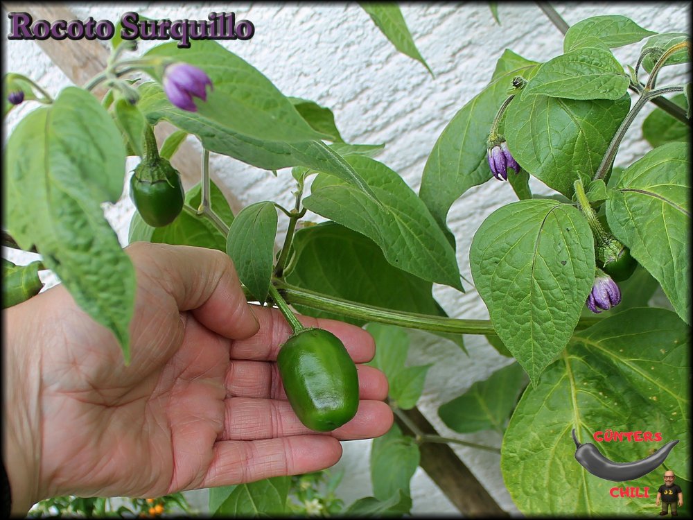 Rocoto Surquillo 08072025_.jpg