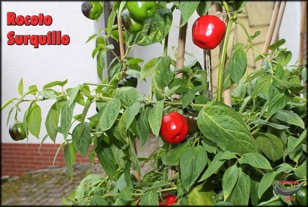 Rocoto Surquillo 12102024_.jpg