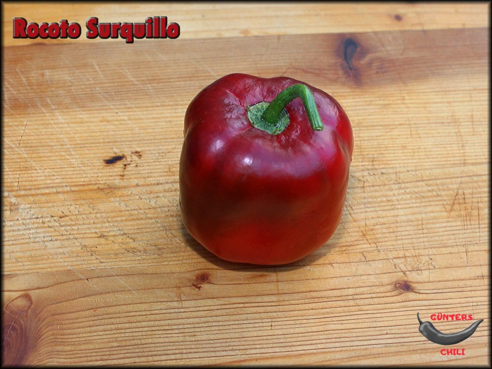 Rocoto Surquillo 13092024_.jpg