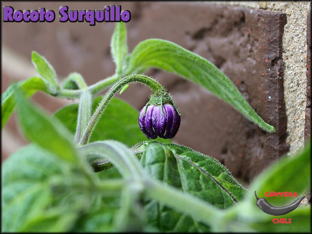 Rocoto Surquillo 20.062024_.jpg