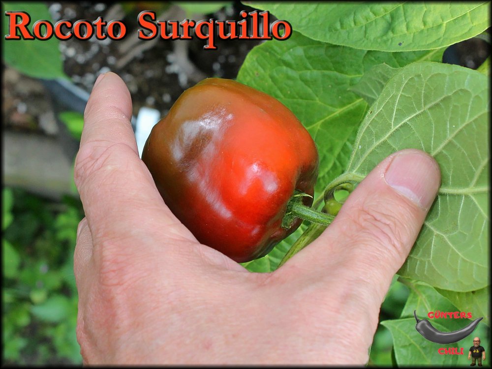 Rocoto Surquillo 20082025__.jpg
